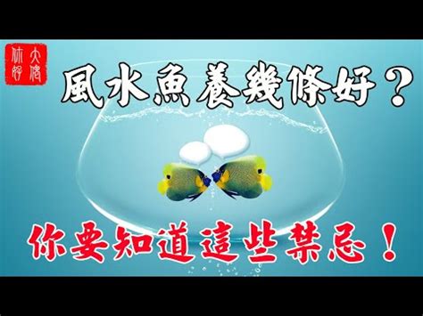 招財魚數量|2024養魚招財秘訣